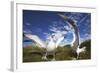 Wandering Albatrosses on South Georgia Island-Paul Souders-Framed Photographic Print