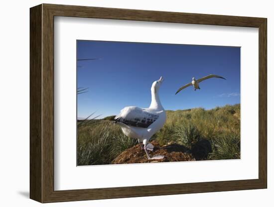 Wandering Albatrosses on South Georgia Island-null-Framed Photographic Print