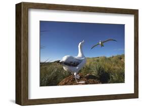 Wandering Albatrosses on South Georgia Island-null-Framed Photographic Print