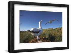 Wandering Albatrosses on South Georgia Island-null-Framed Photographic Print