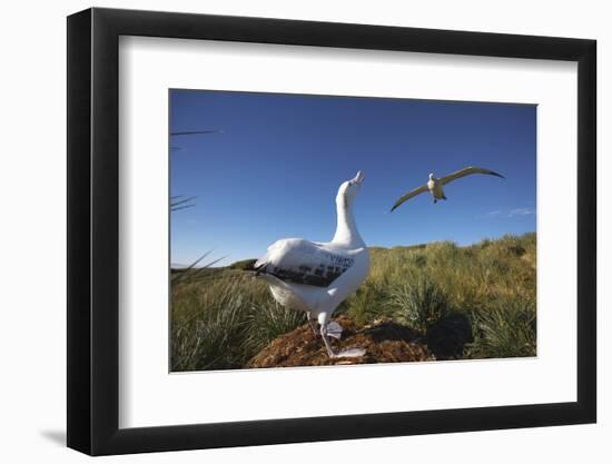 Wandering Albatrosses on South Georgia Island-null-Framed Photographic Print