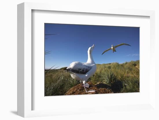 Wandering Albatrosses on South Georgia Island-null-Framed Photographic Print