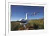 Wandering Albatrosses on South Georgia Island-null-Framed Photographic Print