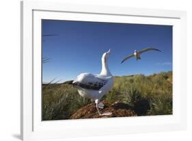 Wandering Albatrosses on South Georgia Island-null-Framed Photographic Print