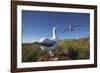 Wandering Albatrosses on South Georgia Island-null-Framed Photographic Print