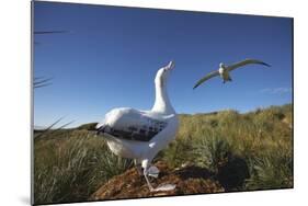 Wandering Albatrosses on South Georgia Island-null-Mounted Photographic Print