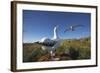 Wandering Albatrosses on South Georgia Island-null-Framed Photographic Print