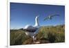 Wandering Albatrosses on South Georgia Island-null-Framed Photographic Print