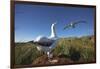 Wandering Albatrosses on South Georgia Island-null-Framed Photographic Print