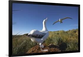 Wandering Albatrosses on South Georgia Island-null-Framed Photographic Print