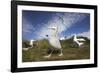 Wandering Albatrosses on South Georgia Island-null-Framed Photographic Print