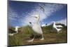 Wandering Albatrosses on South Georgia Island-null-Mounted Photographic Print