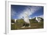 Wandering Albatrosses on South Georgia Island-null-Framed Photographic Print