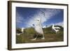 Wandering Albatrosses on South Georgia Island-null-Framed Photographic Print