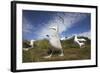 Wandering Albatrosses on South Georgia Island-null-Framed Photographic Print