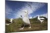 Wandering Albatrosses on South Georgia Island-null-Mounted Photographic Print