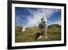 Wandering Albatrosses-null-Framed Photographic Print