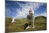 Wandering Albatrosses-null-Mounted Photographic Print