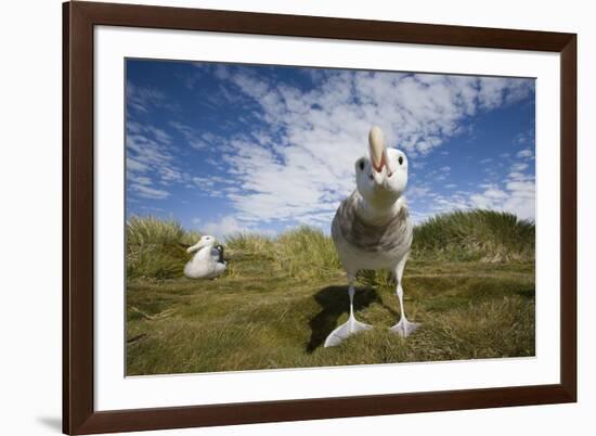 Wandering Albatrosses-null-Framed Photographic Print