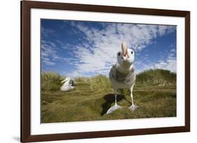 Wandering Albatrosses-null-Framed Photographic Print