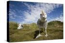 Stretched Canvas