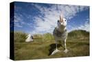 Stretched Canvas