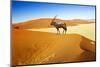 Wandering Dune of Sossuvlei in Namibia with Oryx Walking on It-mezzotint-Mounted Photographic Print