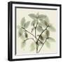 Wandering Jew-Albert Koetsier-Framed Photographic Print