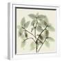 Wandering Jew-Albert Koetsier-Framed Photographic Print