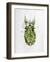 Wandering Leaf, Phyllium Giganteum, , Green, Female, Animal, Insect, Ghost Locust, Locust-Hawi-Framed Photographic Print