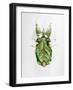 Wandering Leaf, Phyllium Giganteum, , Green, Female, Animal, Insect, Ghost Locust, Locust-Hawi-Framed Photographic Print