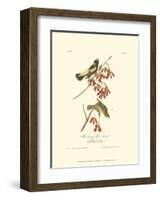 Wandering Rice Bird-John James Audubon-Framed Art Print