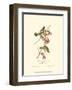 Wandering Rice Bird-John James Audubon-Framed Art Print