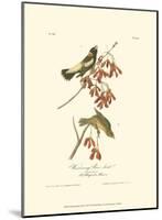 Wandering Rice Bird-John James Audubon-Mounted Art Print