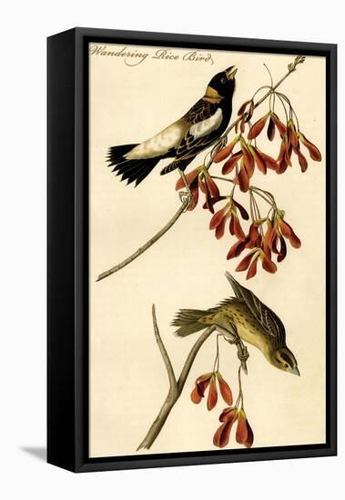 Wandering Rice Bird-John James Audubon-Framed Stretched Canvas