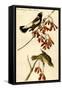 Wandering Rice Bird-John James Audubon-Framed Stretched Canvas