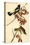 Wandering Rice Bird-John James Audubon-Stretched Canvas