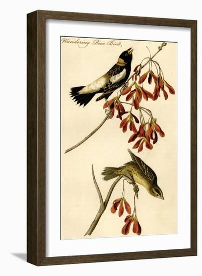 Wandering Rice Bird-John James Audubon-Framed Art Print