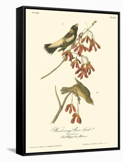 Wandering Rice Bird-John James Audubon-Framed Stretched Canvas