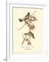 Wandering Rice Bird-John James Audubon-Framed Art Print