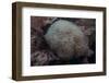 Wandering Sea Anemone, Beqa Lagoon, Fiji-Stocktrek Images-Framed Photographic Print