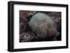 Wandering Sea Anemone, Beqa Lagoon, Fiji-Stocktrek Images-Framed Photographic Print