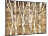 Wandering Through the Birches III-Albena Hristova-Mounted Art Print