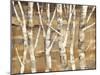 Wandering Through the Birches III-Albena Hristova-Mounted Art Print