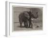 Wanderings in the Zoo-John Charles Dollman-Framed Giclee Print