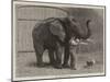 Wanderings in the Zoo-John Charles Dollman-Mounted Giclee Print