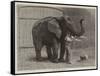 Wanderings in the Zoo-John Charles Dollman-Framed Stretched Canvas