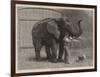 Wanderings in the Zoo-John Charles Dollman-Framed Giclee Print