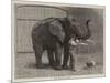 Wanderings in the Zoo-John Charles Dollman-Mounted Giclee Print