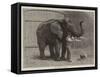 Wanderings in the Zoo-John Charles Dollman-Framed Stretched Canvas